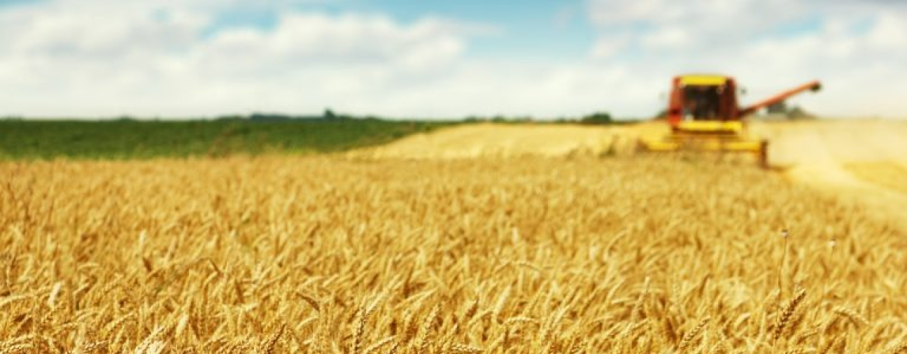 What is produced the most in Konya?