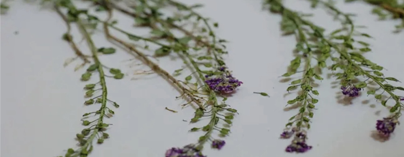 Selçuk University Scientists Discover Four New Plant Species in Central Taurus Mountains