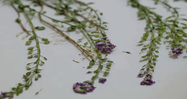 Selçuk University Scientists Discover Four New Plant Species in Central Taurus Mountains
