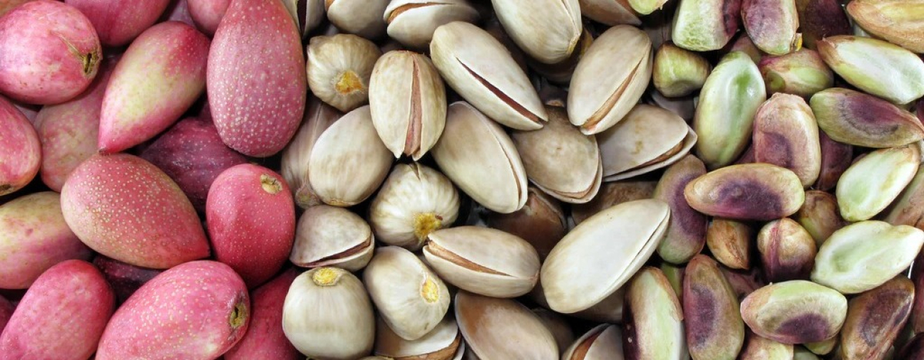 Konya Promotes Drought-Resistant Crops for Sustainable Farming