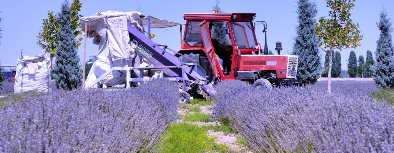 Karatay’s Lavender Products Continue to Add Value to the Local Economy