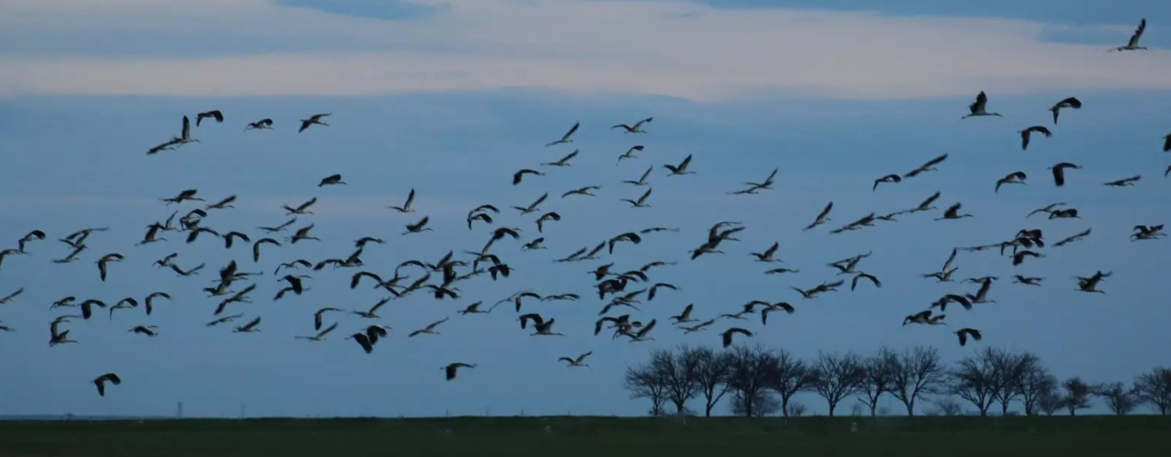 Spring Brings Storks to Lake Tuz