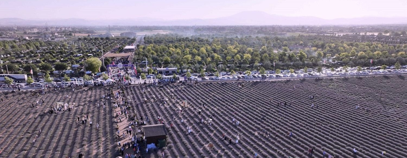 Record-Breaking Crowd at Lavender Festival