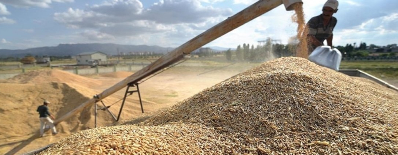 Konya's Abundant Harvest Season