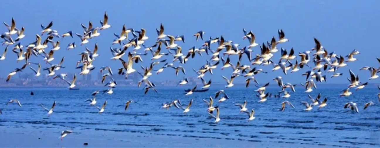 Konya Hosted 292 of the 490 Bird Species That Migrated Through Turkey