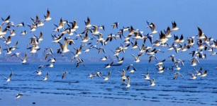 Konya Hosted 292 of the 490 Bird Species That Migrated Through Turkey