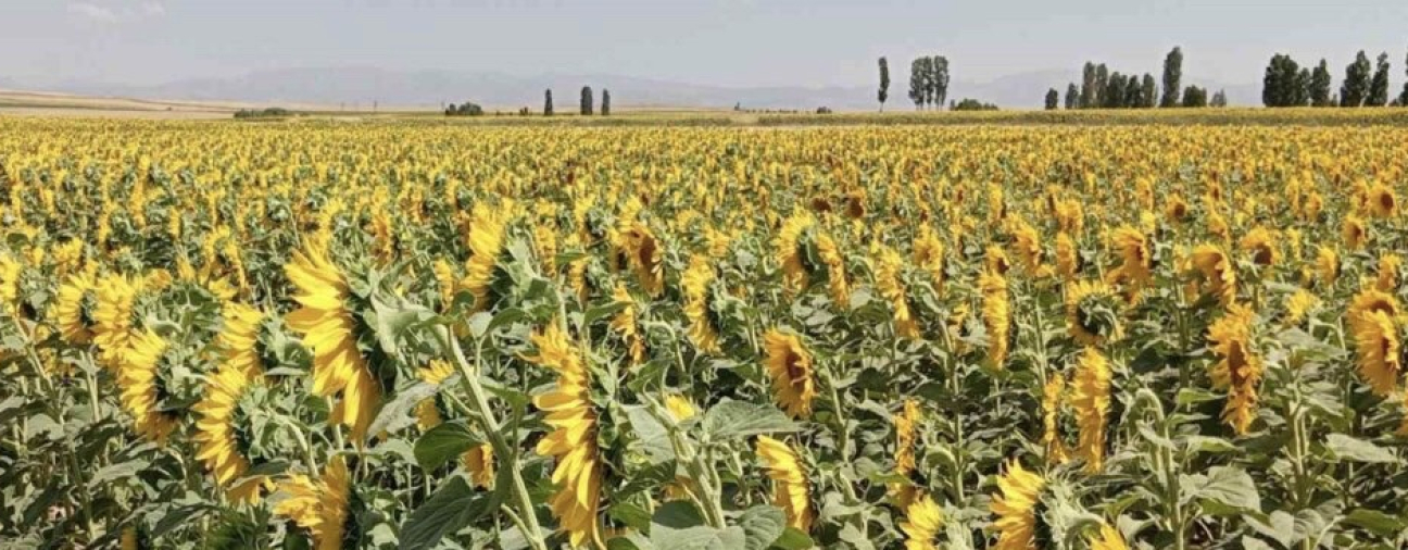 Selcuk University Advances in Domestic Seed Production