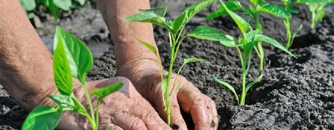 Konya Boosts Rural Production with New Sapling Support