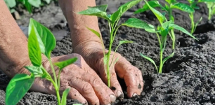 Konya Boosts Rural Production with New Sapling Support