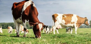 Konya Grows in Livestock and Feed Production