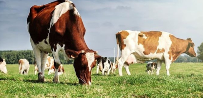 Konya Grows in Livestock and Feed Production