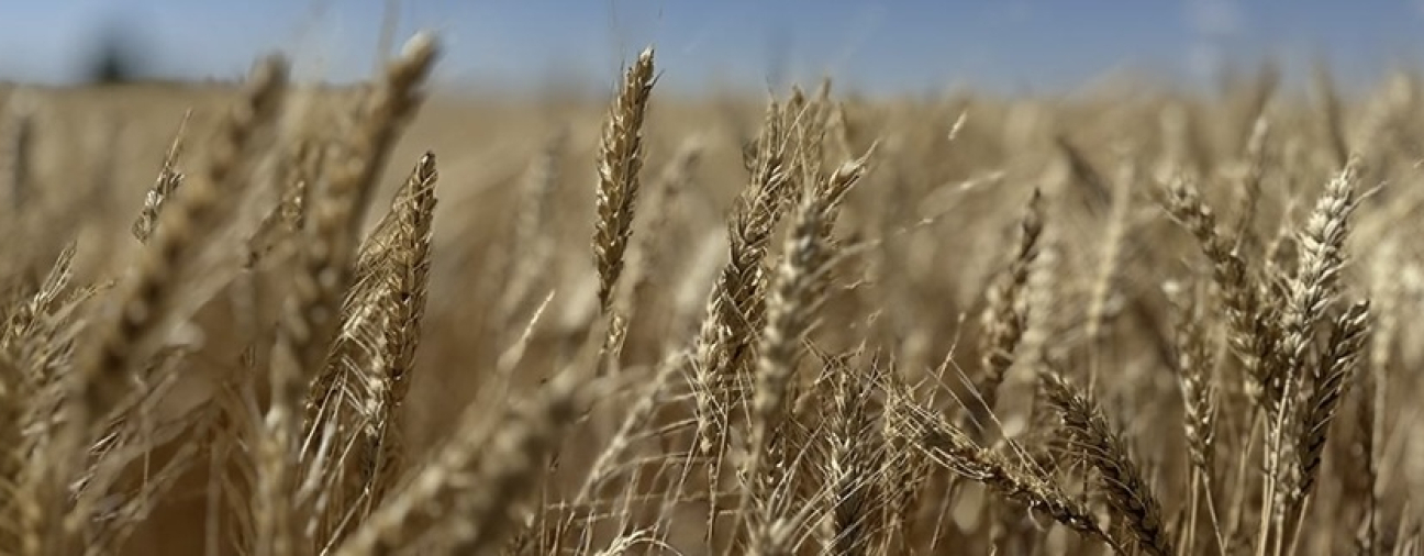 Wheat and Barley Harvest Continues in Konya