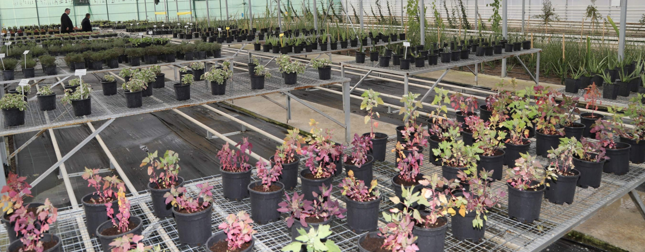 Mayor Altay: Geothermal R&D Greenhouse Cultivates Alternative Crops in Konya