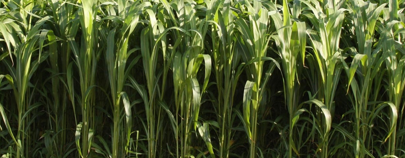 Konya Seeks Solutions to Drought with Alternative Crop