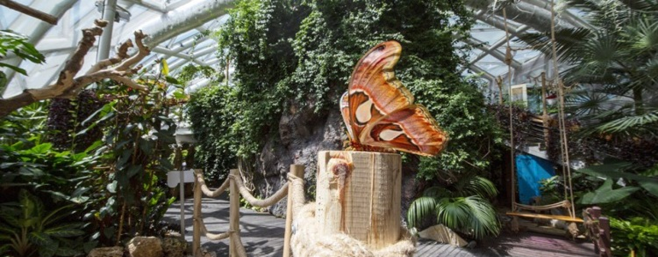 Thousands of Butterflies Enchant Konya Tourists