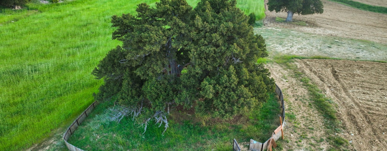 The Natural Monument in Taşkent, Konya