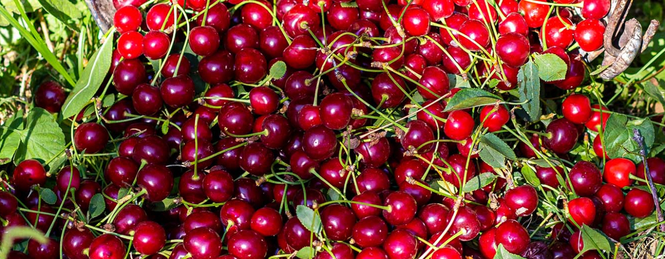 Cherry Harvest Season Begins in Konya