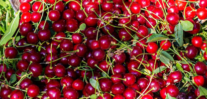 Cherry Harvest Season Begins in Konya