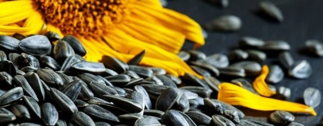 Konya Plain Expands Sunflower Production