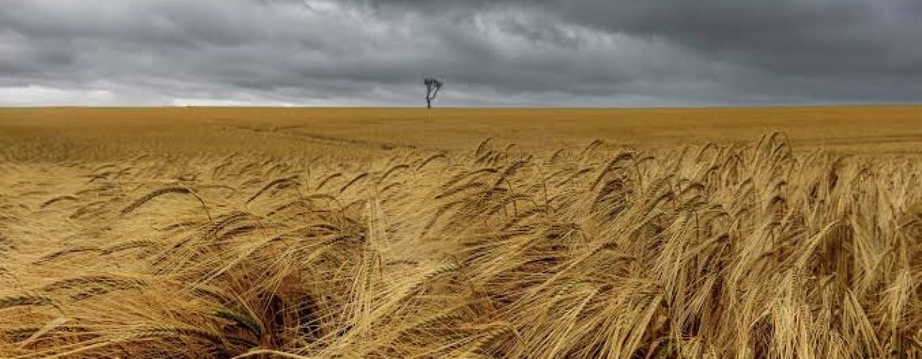 Seydişehir Farmers Start Harvest Season