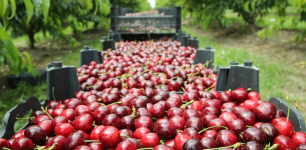 Konya Leads Turkey in Cherry Production