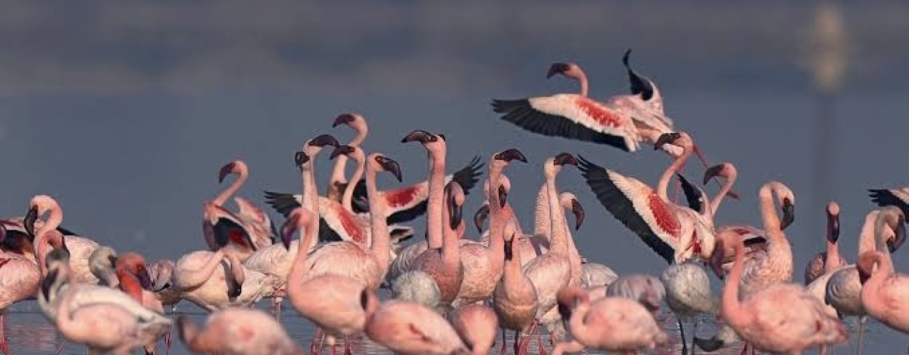 Flamingos Offer a Visual Feast at Düden Lake