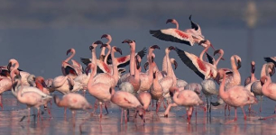 Flamingos Offer a Visual Feast at Düden Lake