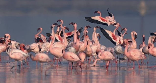 Flamingos Offer a Visual Feast at Düden Lake