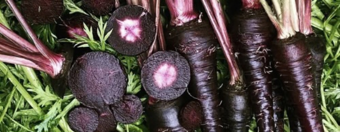 Konya Eregli Black Carrot Sustains Its Role in Agriculture and Exports