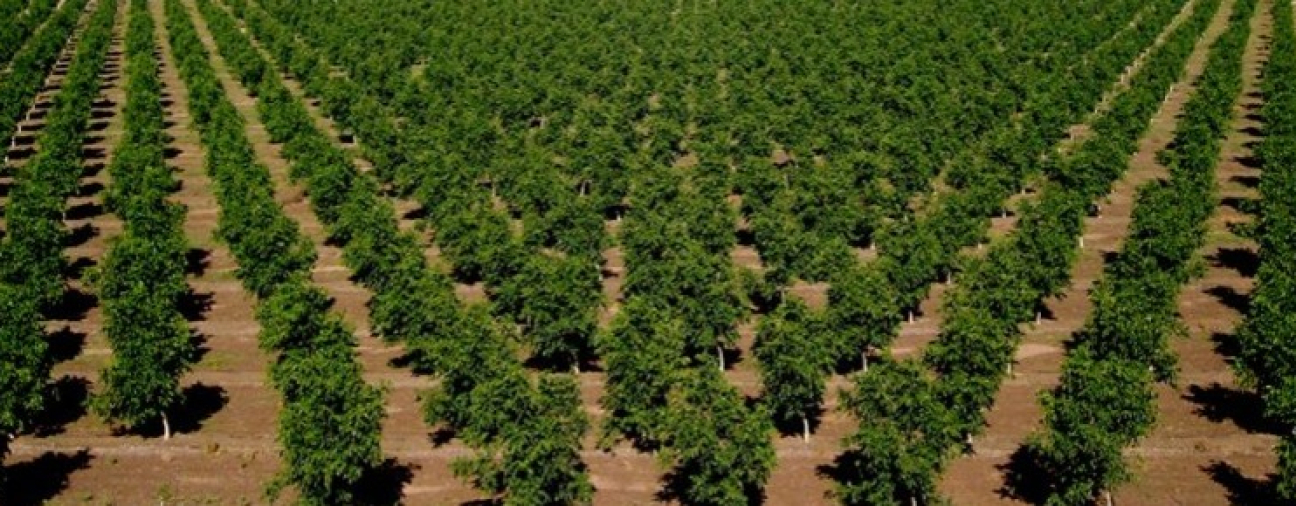 Konya supports farmers with seedlings to boost income