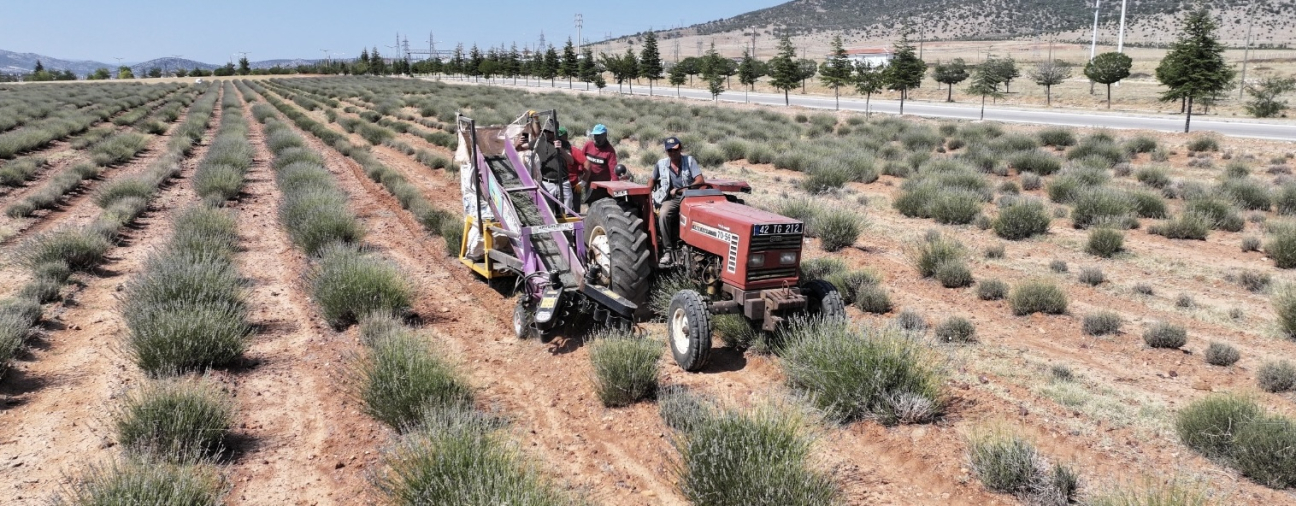 Lavender Harvest Completed in Güneysınır with Support from Konya Metropolitan Municipality