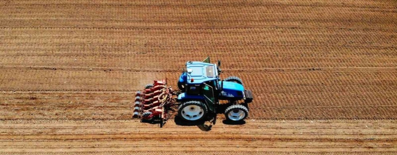 Konya Leads Carrot Production, Meets 65% of Turkey's Demand