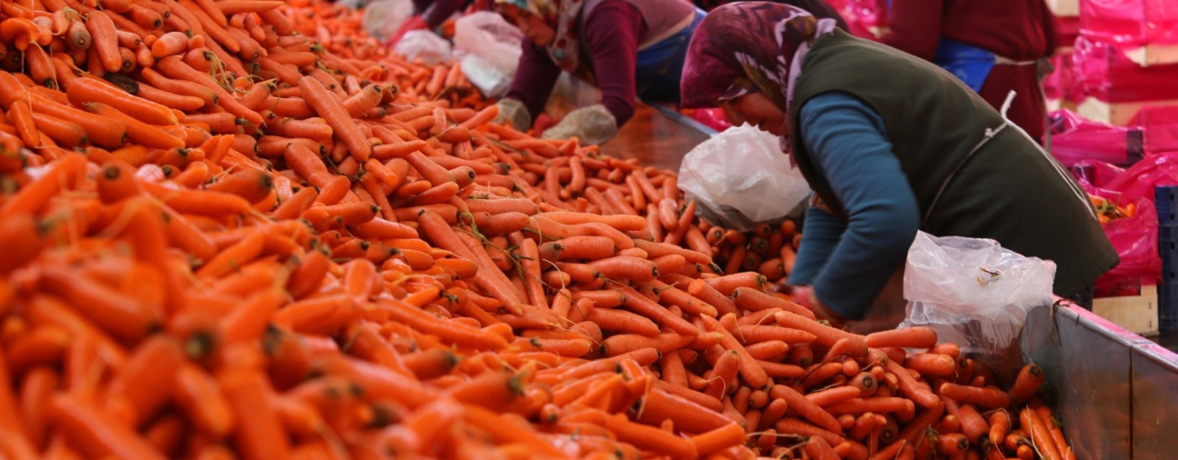 Konya Meets Nearly 67% of Türkiye’s Carrot Demand