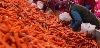 Konya Meets Nearly 67% of Türkiye’s Carrot Demand