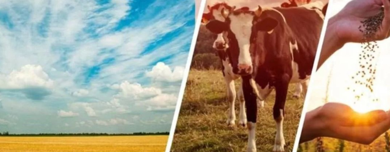 Konya Leads in Both Agriculture and Livestock Farming