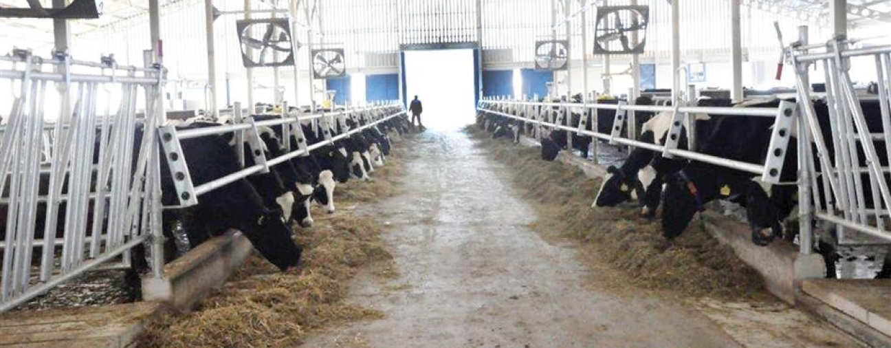 Konya's animal husbandry sector to receive 4.5 million TL in support