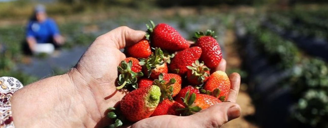 Producers Race Against Time Before Winter to Harvest EU-Registered Strawberries