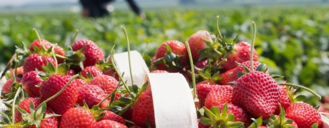Organic Strawberries from Konya Reach Arab and European Markets