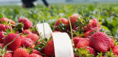 Organic Strawberries from Konya Reach Arab and European Markets