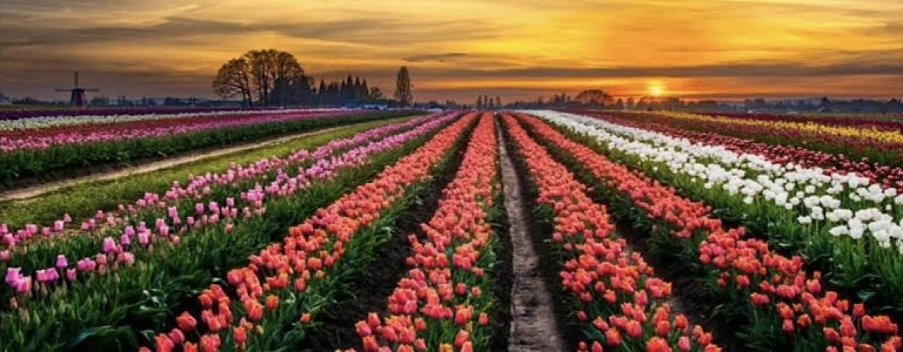 Colorful Spring Bloom at the Ismil Tulip Fields in Konya