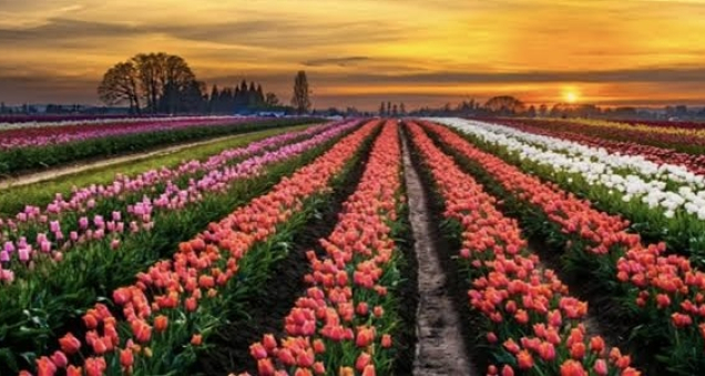 Colorful Spring Bloom at the Ismil Tulip Fields in Konya