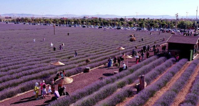Fifth Karatay Lavender Days to Welcome Visitors from July 3 to 5