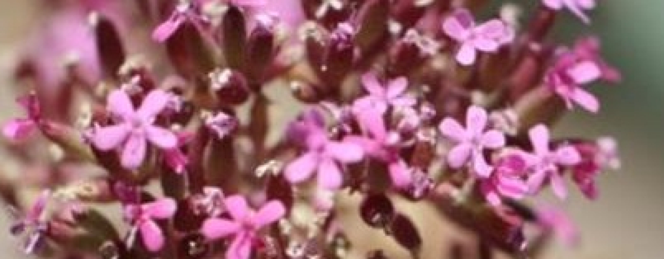 It Exists Only in Konya on Earth!