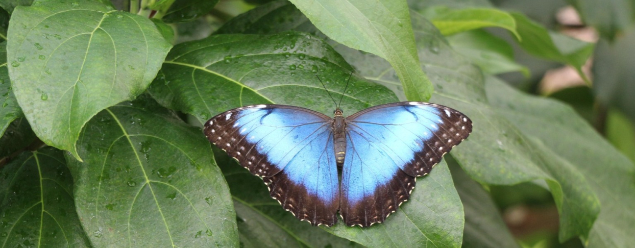 Europe’s largest artificial butterfly flight area: BUTTERFLY GARDEN