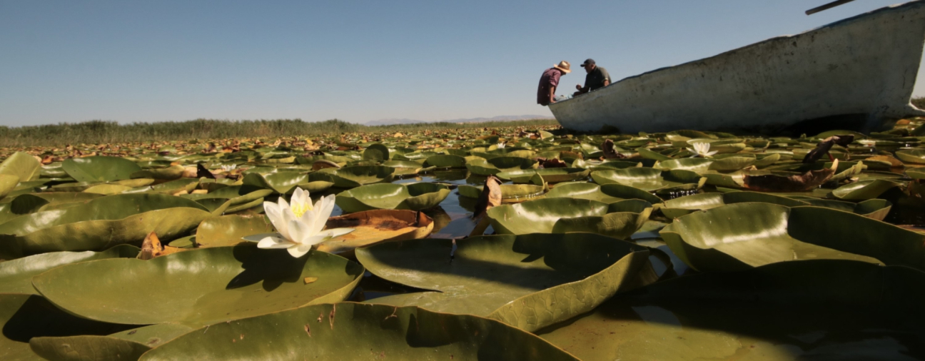 Beyşehir’s Water Lily Fields Captivate Visitors Each Summer