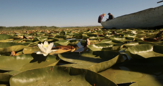 Beyşehir’s Water Lily Fields Captivate Visitors Each Summer