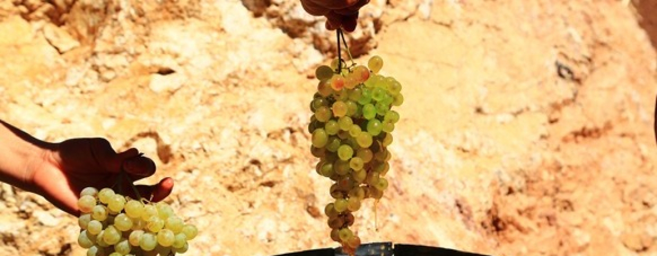 Konya's Grape Varieties and Molasses Tradition