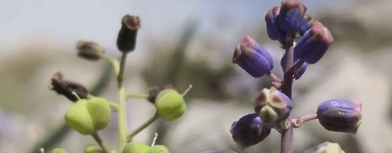 New Plant Species Discovered in Konya