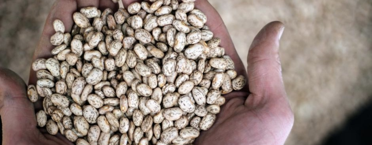 Konya Leads in Dry Bean Production