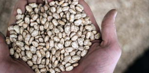 Konya Leads in Dry Bean Production